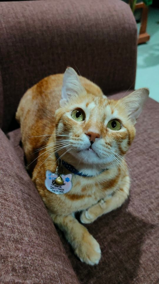 FiveRescues's tweet photo. Would you... hug a George? 😻 https://t.co/Rho1RzsmKt