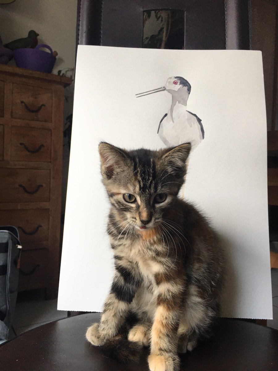 Sterne107's tweet photo. Bonne journée! Black-winged Stilt https://t.co/rfmVaLxkKO #echasse #wadder #black #marais #watercolor #bec #portrait #peinture #nature #wildlife #vogel #plover #deco #walldecor #painting #wildlifeart #bird #oyster #feather #snipe #white https://t.co/AKolH7xvo7
