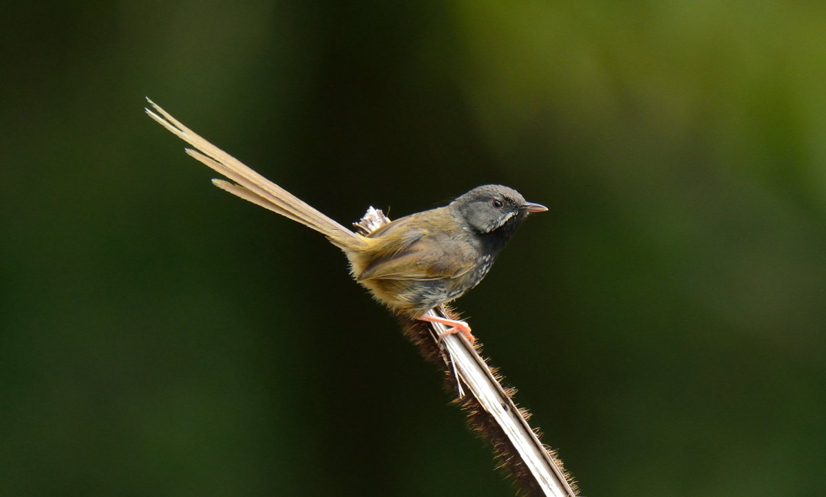 Rozan_Dhungel's tweet photo. Black-throated Prinia(Prinia atrogularis)

2020
East Sikkim, India

#sikkim #say_no_plastic #nature #sikkimtourism #sikkim_birds #sikkimadventures #incrediblesikkim #sikkimdiaries #rozan_dhungel #rozandhungel #birdswatching #birdswatch #sikkimwildlife #ebird_sikkim https://t.co/SAk4qfOR09