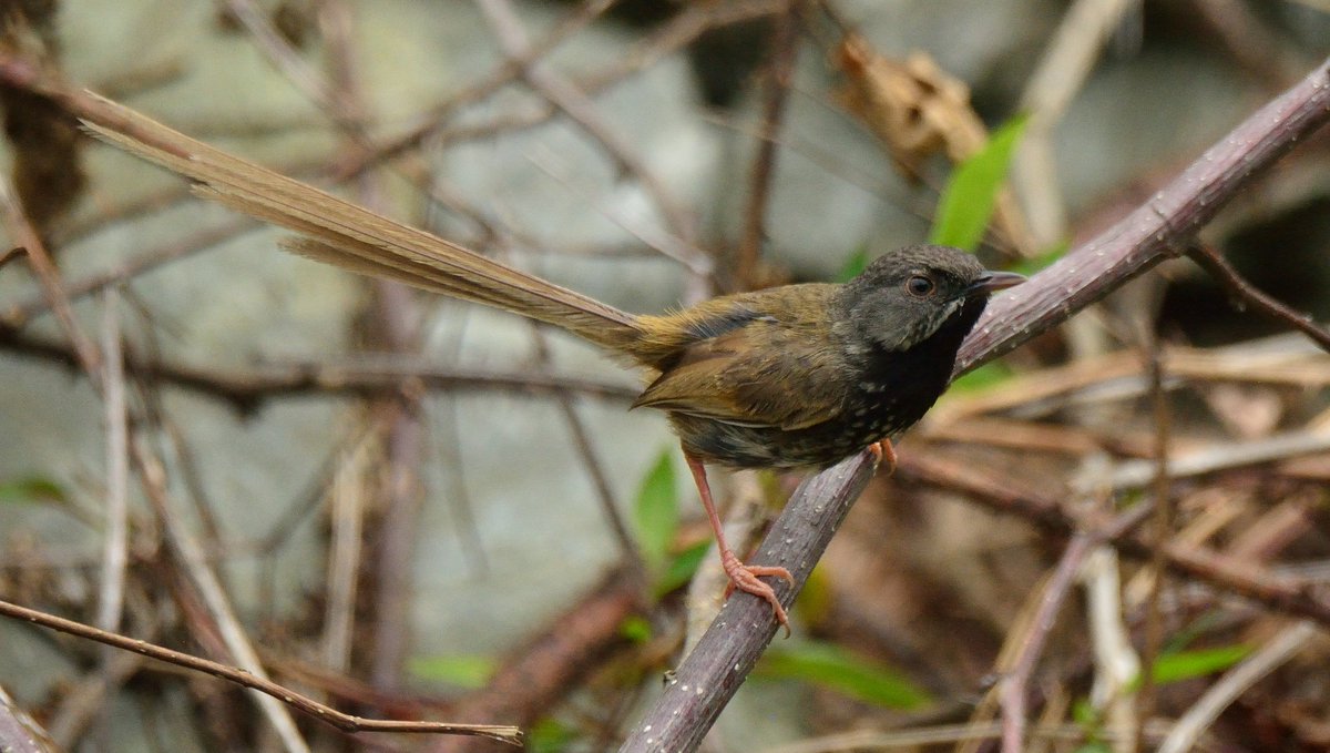 Rozan_Dhungel's tweet photo. Black-throated Prinia(Prinia atrogularis)

2020
East Sikkim, India

#sikkim #say_no_plastic #nature #sikkimtourism #sikkim_birds #sikkimadventures #incrediblesikkim #sikkimdiaries #rozan_dhungel #rozandhungel #birdswatching #birdswatch #sikkimwildlife #ebird_sikkim https://t.co/SAk4qfOR09