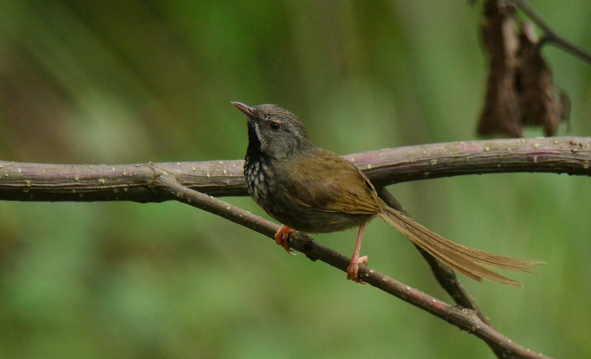 Rozan_Dhungel's tweet photo. Black-throated Prinia(Prinia atrogularis)

2020
East Sikkim, India

#sikkim #say_no_plastic #nature #sikkimtourism #sikkim_birds #sikkimadventures #incrediblesikkim #sikkimdiaries #rozan_dhungel #rozandhungel #birdswatching #birdswatch #sikkimwildlife #ebird_sikkim https://t.co/SAk4qfOR09