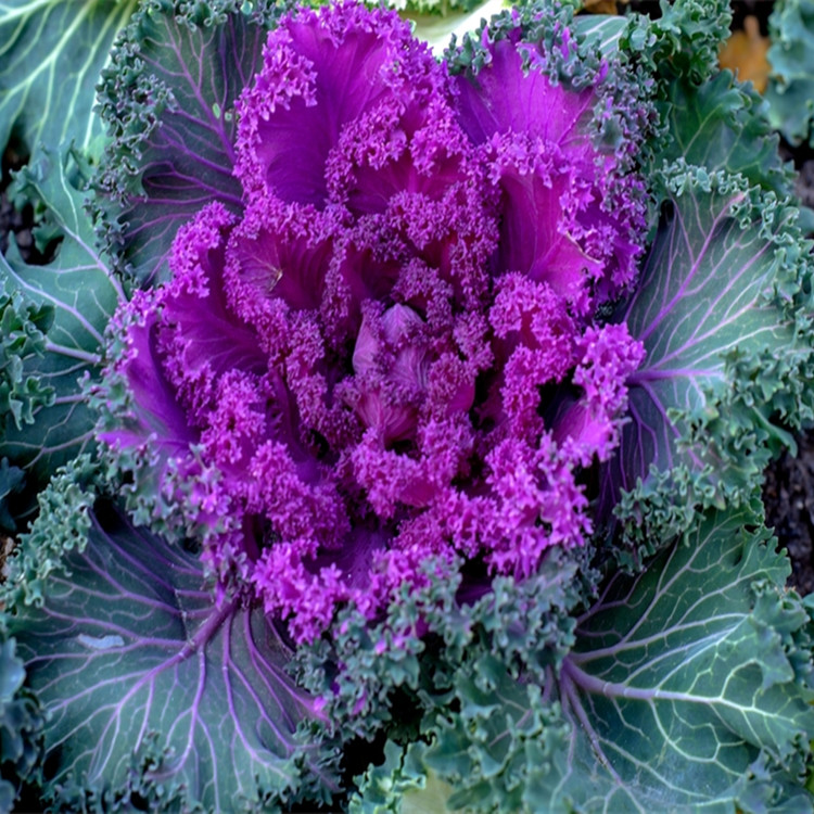 MingChemical's tweet image. The Vc content of kale is the highest among green leafy vegetables. The content of trace element selenium is the first among cabbage vegetables and has the reputation of "anti-cancer vegetable". 
available now, pls contact me. 
#kales #kalepowder #organickalepowder #kaleextract