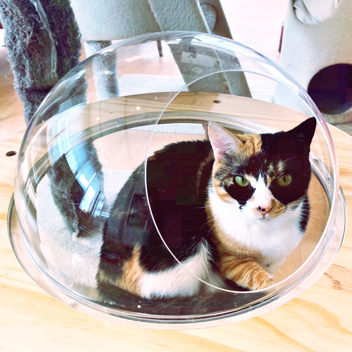 obi_wan_eclipse's tweet photo. Sphere lover. #猫式 #cat #ShotoniPhone #Hipstamatic #BuzzMK1 #WHOA #TripleCrown https://t.co/mmSocc9k20