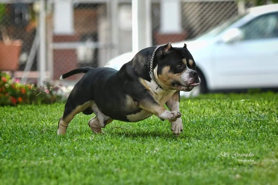 ars_1492's tweet photo. My GRCH M'BAKÚ #bully #americanbully #abkc https://t.co/Dz7IqcF1Kv
