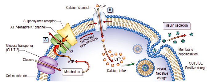 mat_ect's tweet image. On the menu today: Insulin release from beta cells mechanism (y13) and active transport across the cell membrane (y12) 🤓 #edutwitter #chatbiology @chatbiology