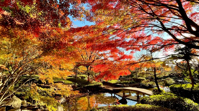 🍁 