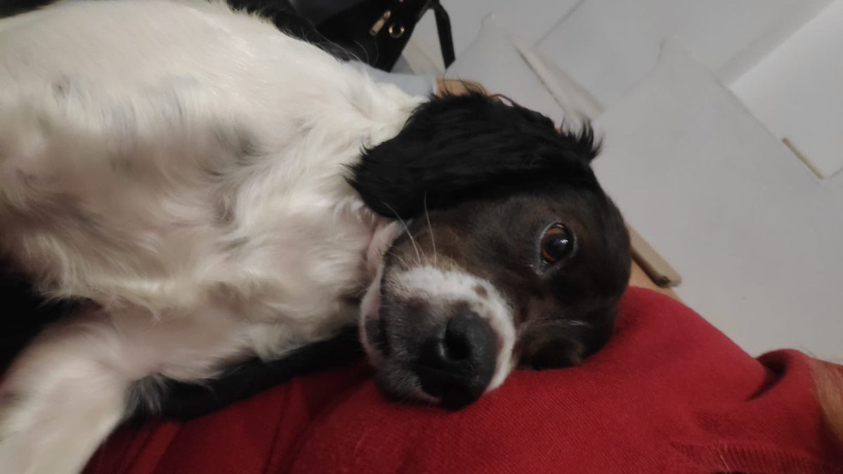 wpaulasanchez25's tweet photo. ¡Hola! Necesitamos súper urgente una persona que nos ayude con la acogida de este bretón, su nombre es Willi, es un amorcete ❤️ ha estado toda su vida atado y a causa de ello le cuesta entender dónde hacer sus necesidades. ¿Le puedes ayudar? Tlf. 633396421. 🙏🏽 https://t.co/kLQB4PtVnz