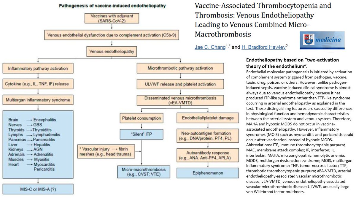 A new hypothesis about the processes underlying #CovidVaccine-associated endotheliopathy: ncbi.nlm.nih.gov/labs/pmc/artic…
- Inflammation & microthrombosis
- A “two activation theory of the endothelium”