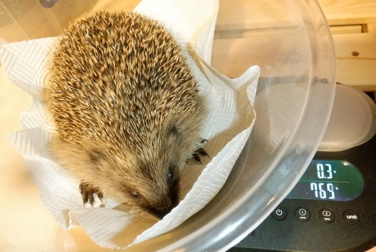 HedgehogCabin's tweet photo. Because sweet Cider came from a finder who feeds, she had such an advantage. Arriving at 440g, just as sick as the other girls arriving that week, she is sailing through the treatment, gaining good weight daily.
Food prevents so much more than hunger. Please provide each evening. https://t.co/klN9FDonUc