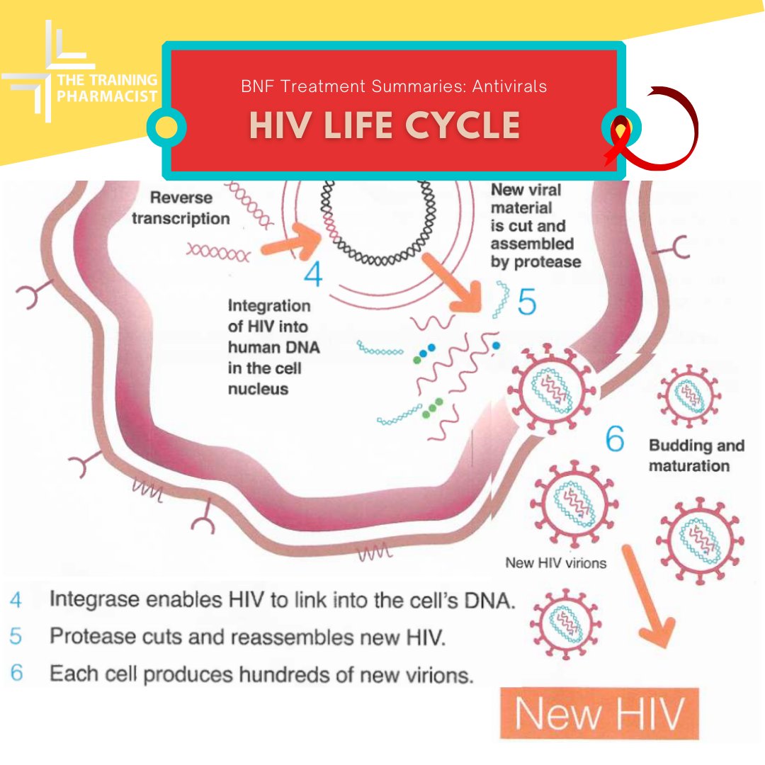 thetpharmacist's tweet photo. HIV medicines protect the immune system by blocking HIV at different stages of its life cycle. HIV medicines are grouped according to how they fight HIV, with each class designed to target a specific step in the cycle.

#thetrainingpharmacist #prereg #provreg
#pharmacy https://t.co/rPECiAO3ea