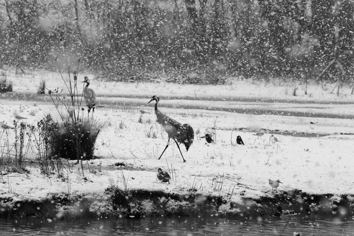 Hello December 👋

We thought we would share some of our favourite snowy scenes at Slimbridge to get you in the mood for winter ❄️

#ThrowbackThursday 
📸 Ed Waldron &amp; Brian Baker
