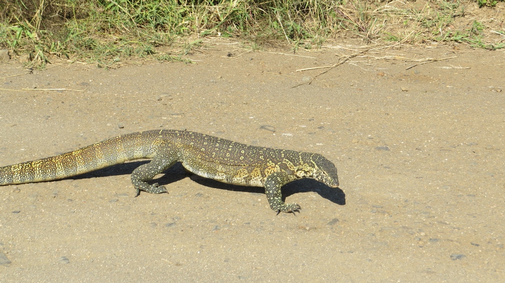 needleslodge's tweet photo. I'm a rather big lizard! They call me a monitor lizard and I can grow up to 1.6 metres! I eat almost anything and can live up to 30 years.
#lizardsofinstagram #iguana #reptilesofig #reptilelover #geckosofinstagram #reptile #lizard https://t.co/1Gc2mQR1r3