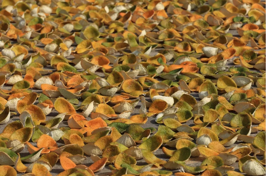 iGuangdong's tweet photo. Have you ever heard of dired #tangerine peel, or "#chenpi" in Chinese? The tangerines only grow in #Xinhui, #Guangdong and the dried peels stored for at least three years are renowned worldwide for their use in both officinal and for Pu'er tea. 👍 #OnlyInGD https://t.co/Ok2XaJuWA2
