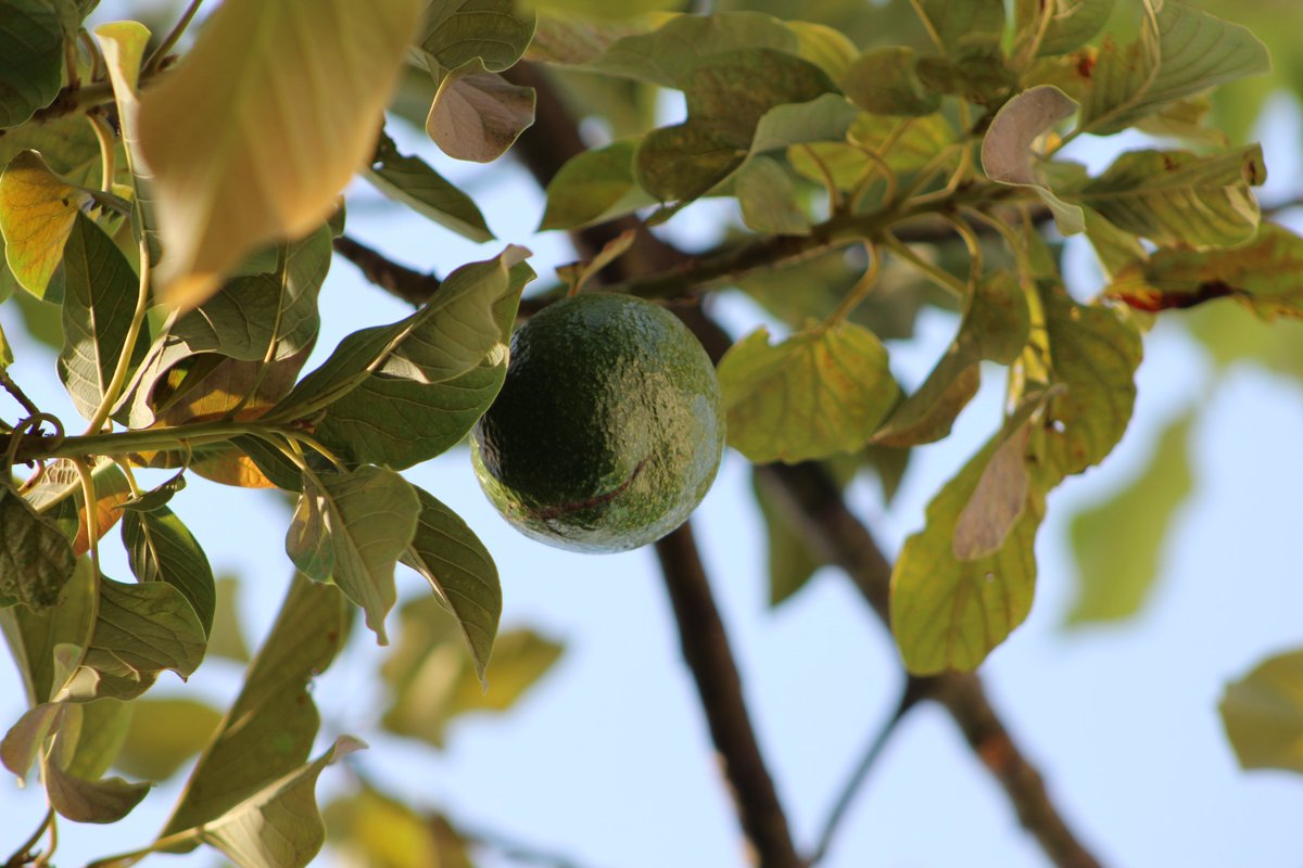 HumusLombec's tweet photo. El abonado de los árboles de aguacate con #humusdelombriz es ideal para que el aguacate asimile nutrientes como el nitrógeno, fósforo, potasio y magnesio ya que las raíces del aguacatero son superficiales
#aguacate #avocado #alvocat #aguakatea #avocat   #humuslombriz #humuslombec https://t.co/YgrnbKkeNG