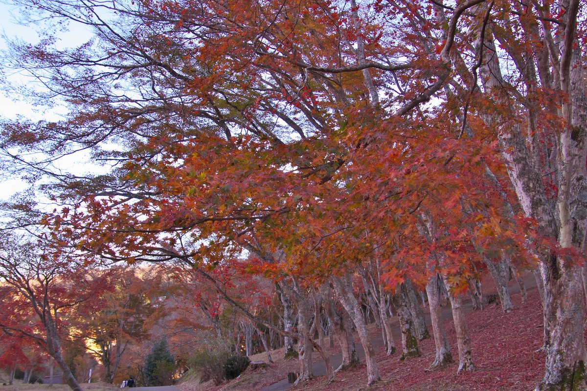 3150taka88's tweet photo. 21/12/01@修善寺自然公園もみじ林
熱海から修善寺へ移動。
着いたのは、もみじと富士山の眺望が有名な修善寺自然公園🍁
やはり落葉が進んでいて首都圏での見頃はピークを過ぎたと再確認。
来年ですね😢
#修善寺自然公園もみじ林
#紅葉2021
#EOS80D
#TAMRON
#B028 https://t.co/yy1tINJSXH