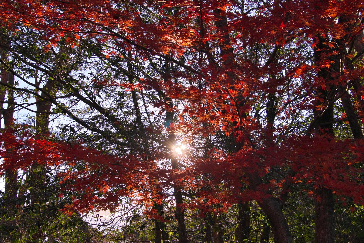 3150taka88's tweet photo. 21/12/01@修善寺自然公園もみじ林
熱海から修善寺へ移動。
着いたのは、もみじと富士山の眺望が有名な修善寺自然公園🍁
やはり落葉が進んでいて首都圏での見頃はピークを過ぎたと再確認。
来年ですね😢
#修善寺自然公園もみじ林
#紅葉2021
#EOS80D
#TAMRON
#B028 https://t.co/yy1tINJSXH