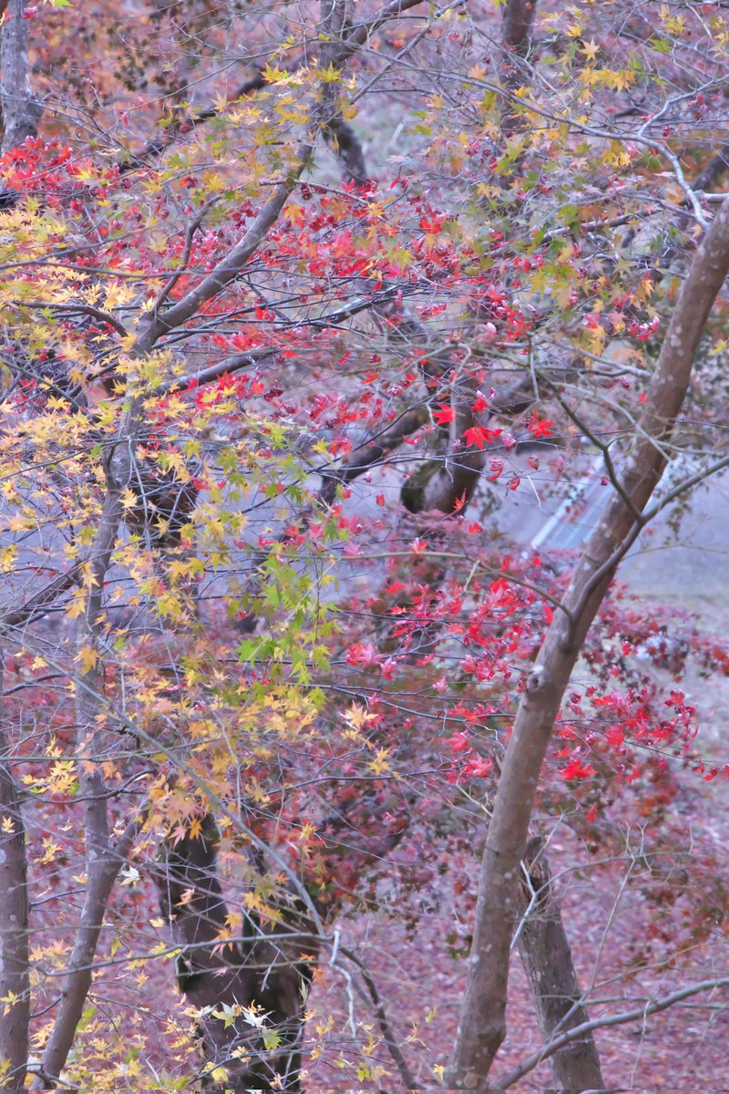 3150taka88's tweet photo. 21/12/01@修善寺自然公園もみじ林
熱海から修善寺へ移動。
着いたのは、もみじと富士山の眺望が有名な修善寺自然公園🍁
やはり落葉が進んでいて首都圏での見頃はピークを過ぎたと再確認。
来年ですね😢
#修善寺自然公園もみじ林
#紅葉2021
#EOS80D
#TAMRON
#B028 https://t.co/yy1tINJSXH