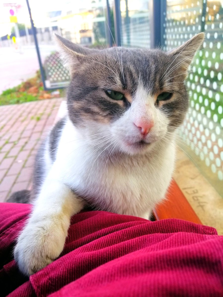 ben: gitmem lazım otobüsüm geldi
kedi: hyr