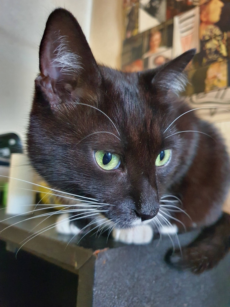 Koci_Blog's tweet image. #lucky 😻 kociakolyska.pl / #cats #koty #catlovers