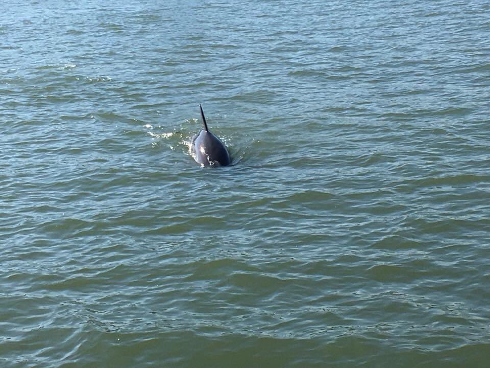 lucindahawksley's tweet photo. Watching #dolphins in #Galveston #Texas four years ago. Happy memories. #cetaceans #travel #WhenTravelWasPossible #TravelMemory https://t.co/7UHO45ZwAM