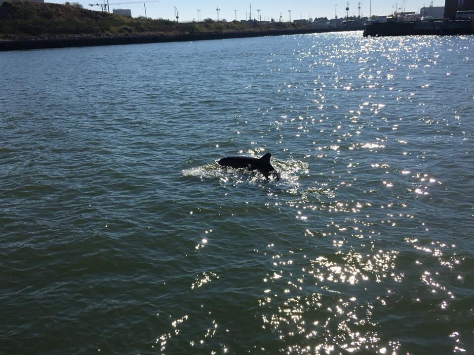 lucindahawksley's tweet photo. Watching #dolphins in #Galveston #Texas four years ago. Happy memories. #cetaceans #travel #WhenTravelWasPossible #TravelMemory https://t.co/7UHO45ZwAM