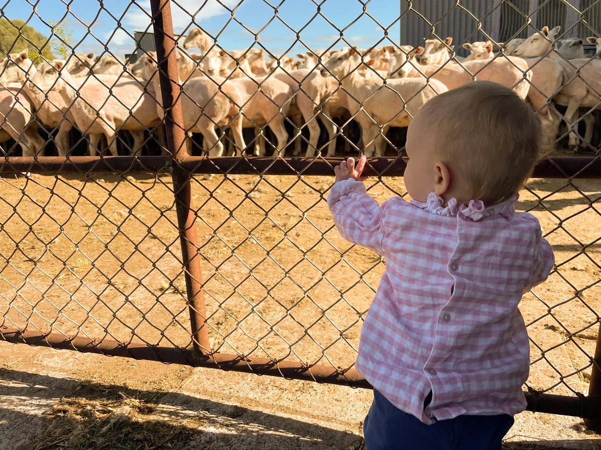 Wide is his blow and his hands move quick #shearing2021 #ausag #lovewool