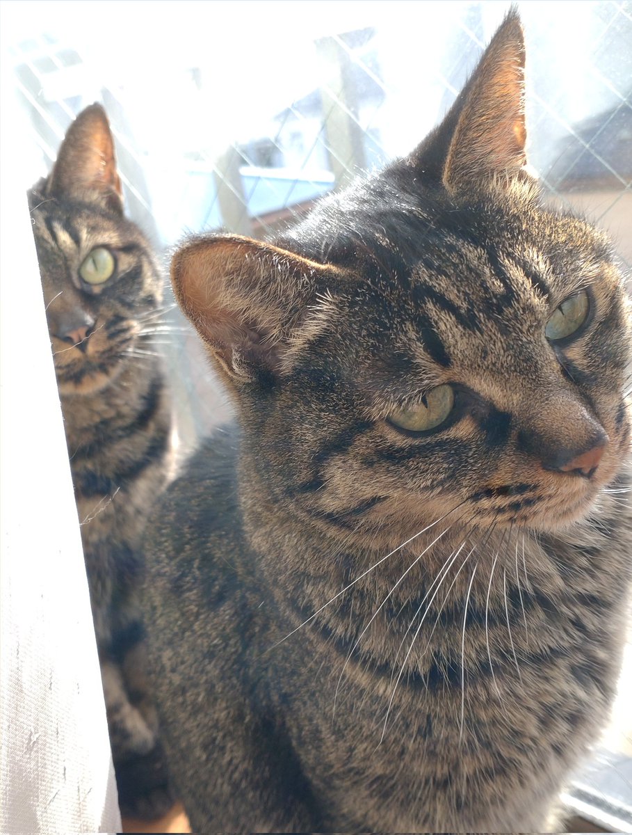 salutlapin's tweet photo. Nous aimons nous rรฉchauffer aux rayons du soleil๐ฑ๐ฑโ๐#rรฉchauffer #soleil #chat #rayonsdusoleil #ๆฅใชใใผใฃใ #ใใกใฎ็ซ #็ซใฎใใๆฎใใ https://t.co/iN4uMh5XZp