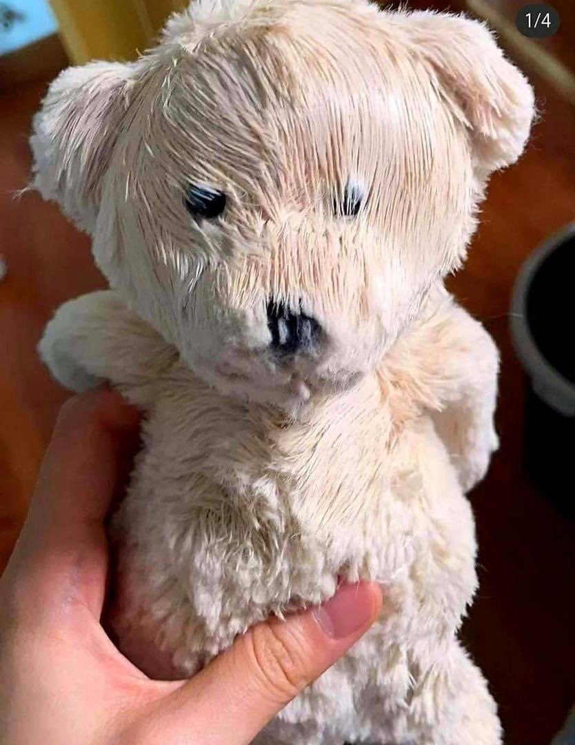 อันนี้ตลกมาก เจ้าของซื้อน้องหมีมาให้แมวที่บ้านแบ้วน้องประทับใจมาก เลียซะขนหมีเป็นผมทรงwet lookเลย555556666