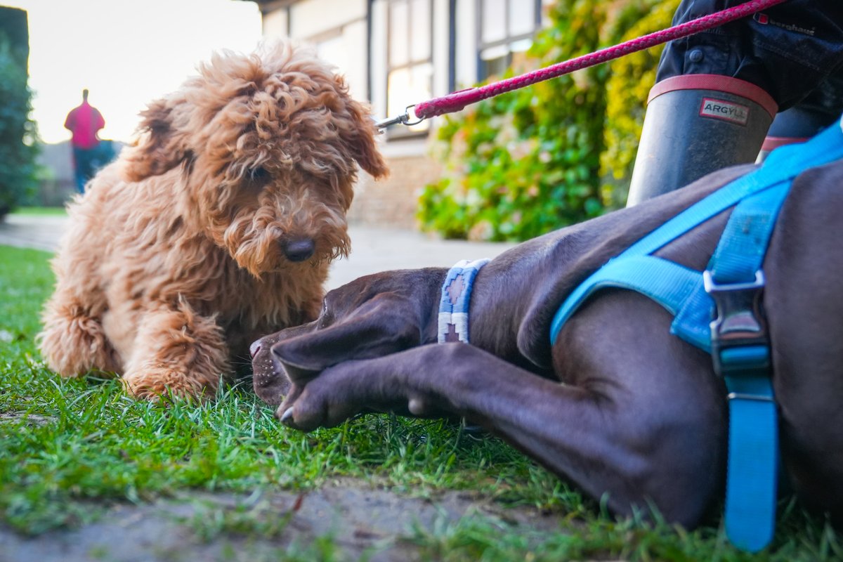AldroSchool's tweet photo. Like many at Aldro, those new to the school quickly make friends. Florrie, meets a friendly dog as The Headmaster chats with parents during match tea. #dogsofaldro #lifeataldro #aldrofamily #schoolcommunity #surreyprepschools https://t.co/2VnnFYYV5r
