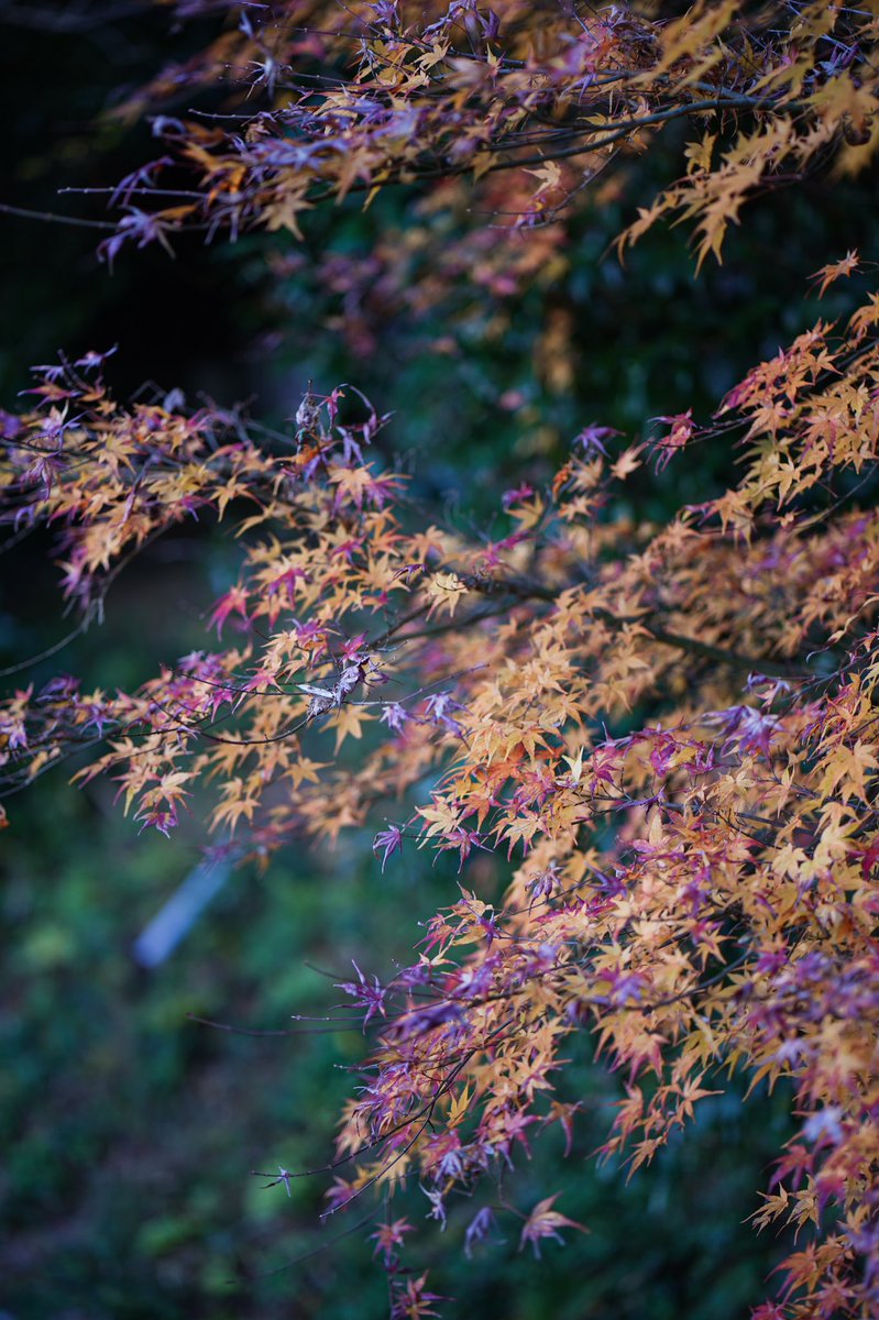 O_K_TERRA's tweet photo. japan

#SonyAlpha #sony #japan https://t.co/SZmLUgKRz3