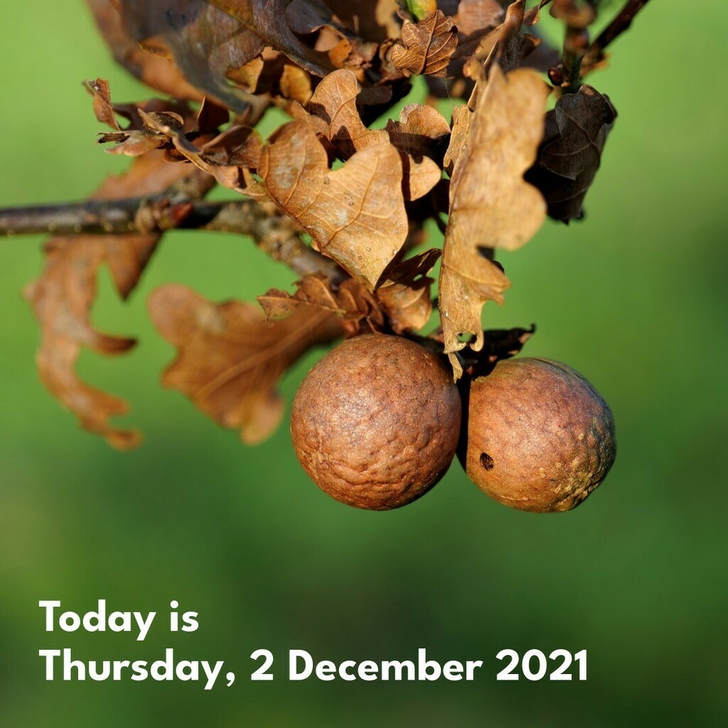 cunabula's tweet photo. The very gall! Well...
______
#today #todayis #diary #calendar #photooftheday #lockdownproject
#nature #naturephotography #woodland #woodlandphotography #oak #gall #oakgall #surrey #uk
#panasonic #lumixs1 #panasonic24105mm #lumixuk https://t.co/9jqKK7bPST https://t.co/zgIcoofhmg