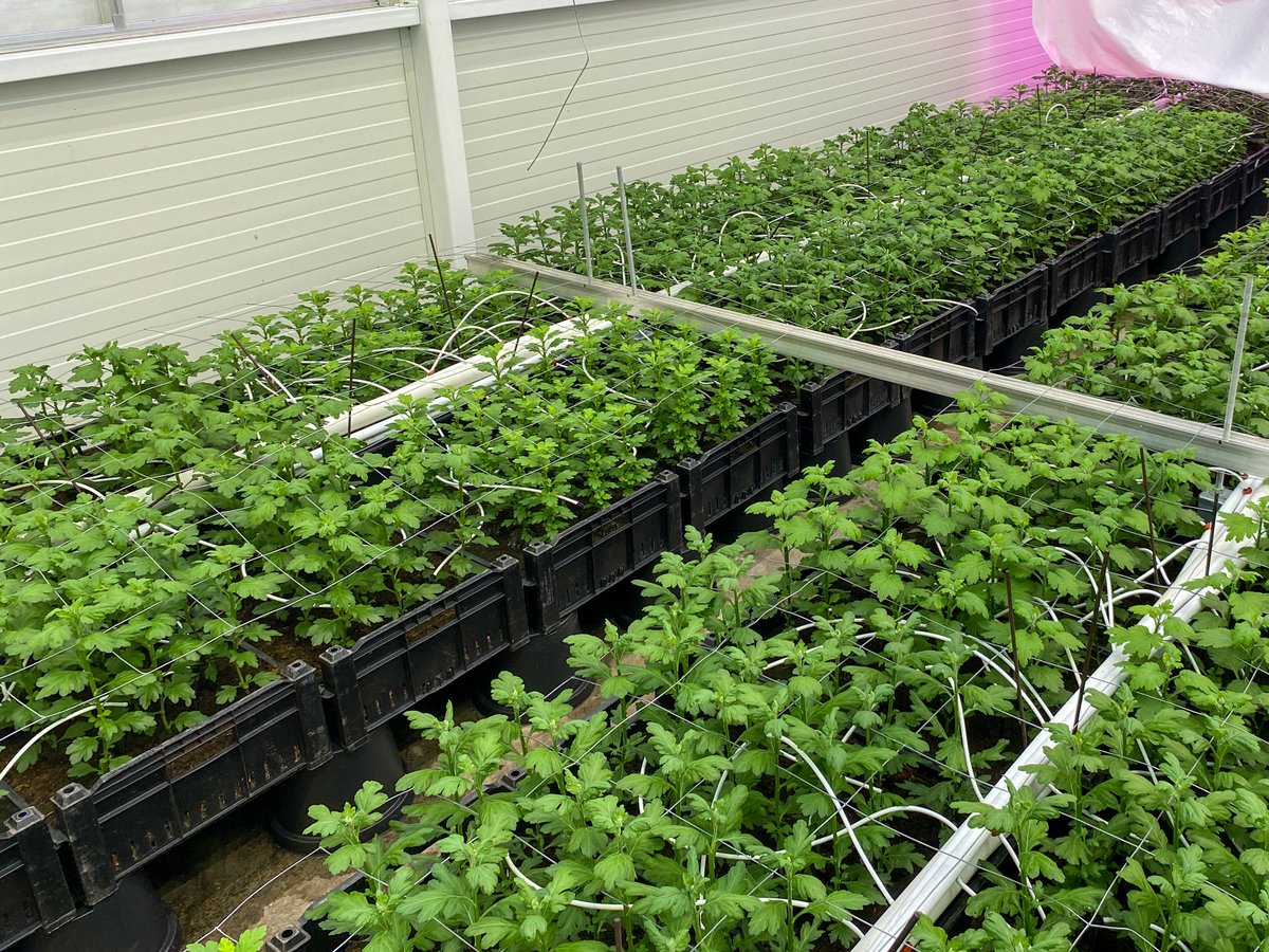 RED Horticulture tweet media