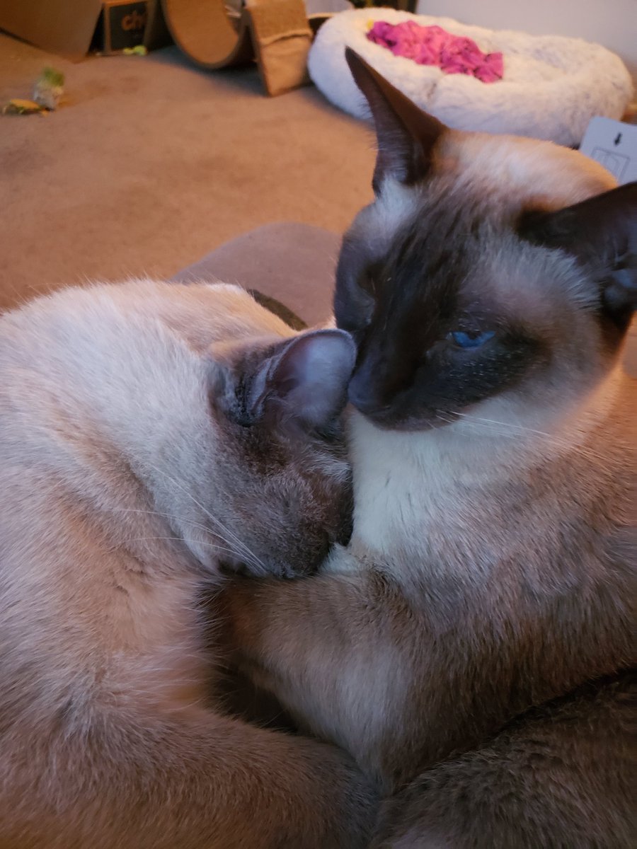 JulesandN's tweet photo. How it started and how its going!!! How adorable?? #CatsOfTwitter #CatsOnTwitter #CatsofTwittter #CatsLover #cats #meow #cute #sleeping https://t.co/10QrzRLWVu