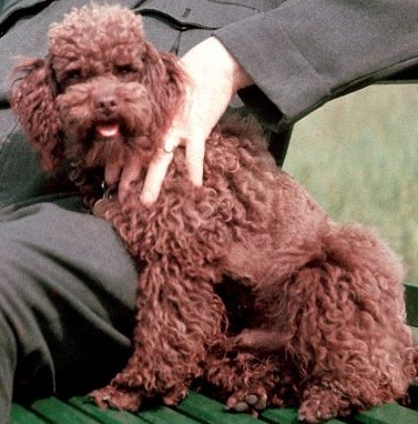 MydogandmeUk's tweet photo. Can you name this weeks famous dog?
If you know like and share, do not name.
#famousdog #famousdogs #famousdogsofinstagram #famousdogsofig #famousdogsdaily #dog #dogwalking #dogphoto #dogsonadventures #dogsrule #dogwalk #dogsarefamily #dogsofinstagram #mydogandme #mydogisthebest https://t.co/qRTw2RhiQn