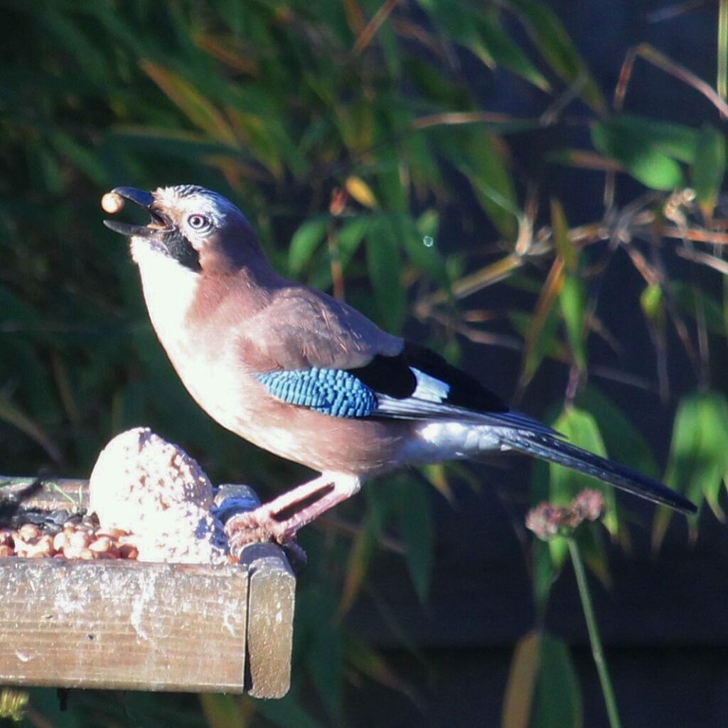 penfolder's tweet photo. Lunch time!

#jay #corvids #birdphotography #birds #nature #wildlife #wildlifefrommywindow #rspb #gardenbirds #naturephotography #birdwatching #bird_brilliance #birdlovers #wildlifephotography #ukwildlife #britishgardenbirds #mygardenwildlife #birdsofins… https://t.co/JzDUOSqzhT https://t.co/W5bcVqtWOX