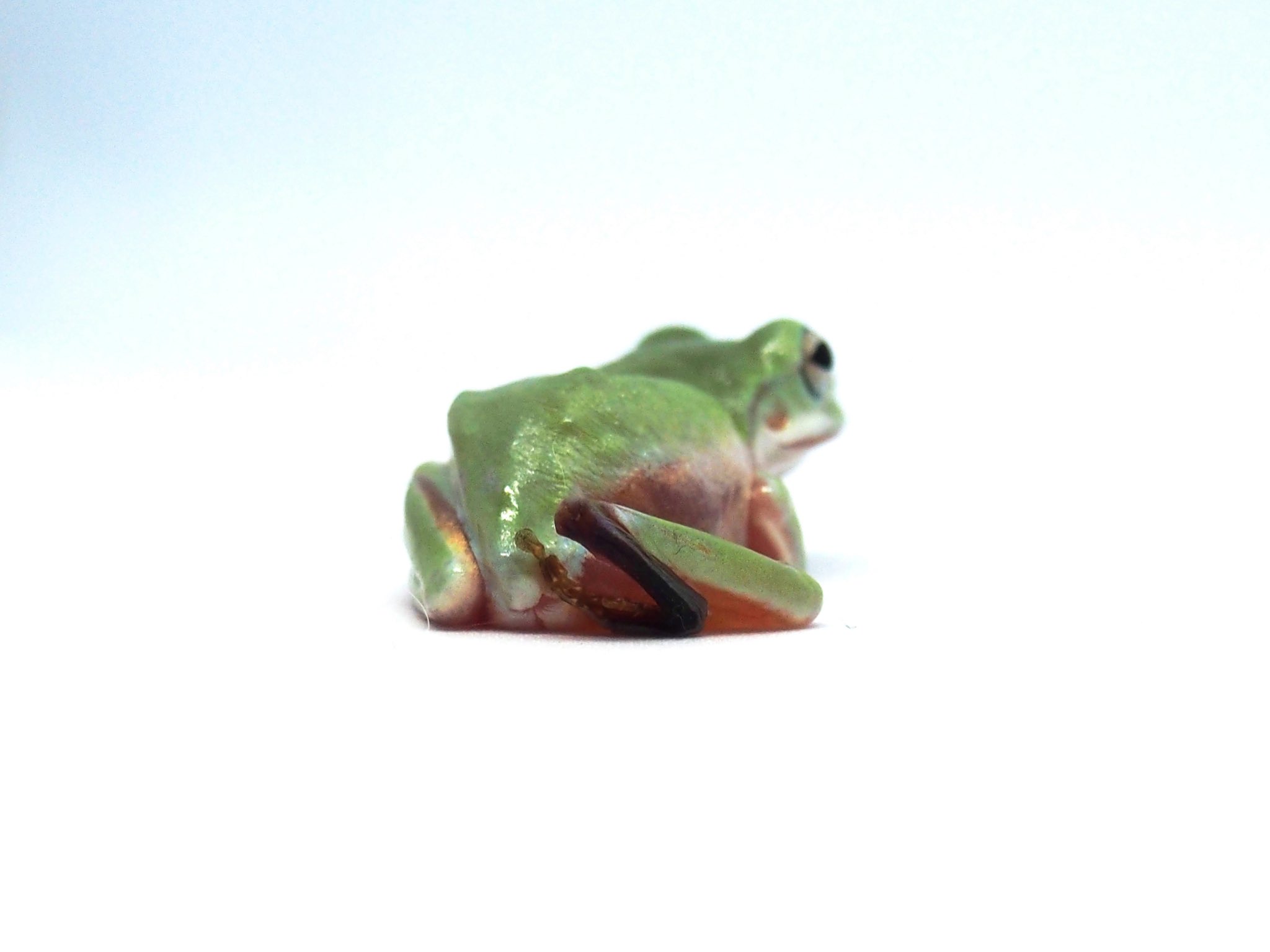 カエルですけど イエアメガエル初心者ママ あれから たんたんの足は元の様には 戻りませんでした ですが ゴハンもしっかり食べれるし ピョンピョン跳ねれるし壁にも張り付く 事もできます それでも今までの体より不自由は感じているのは確かだと思う カエルですけど イエアメガエル初心者ママ あれから たんたんの足は元の様には 戻りませんでした ですが ゴハンもしっかり食べれるし ピョンピョン跳ねれるし壁にも張り付く 事もできます それでも今までの体より不自由は感じているのは確かだと思う