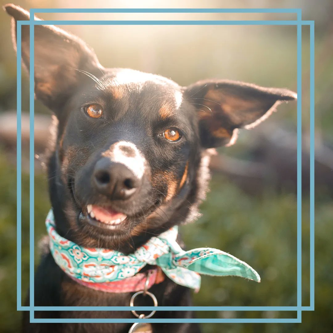 vetmeasure's tweet image. Did you know that cross bred or mutt dogs typically have a longer lifespan than pure bred dogs? #nationalmuttday #vetmeasure