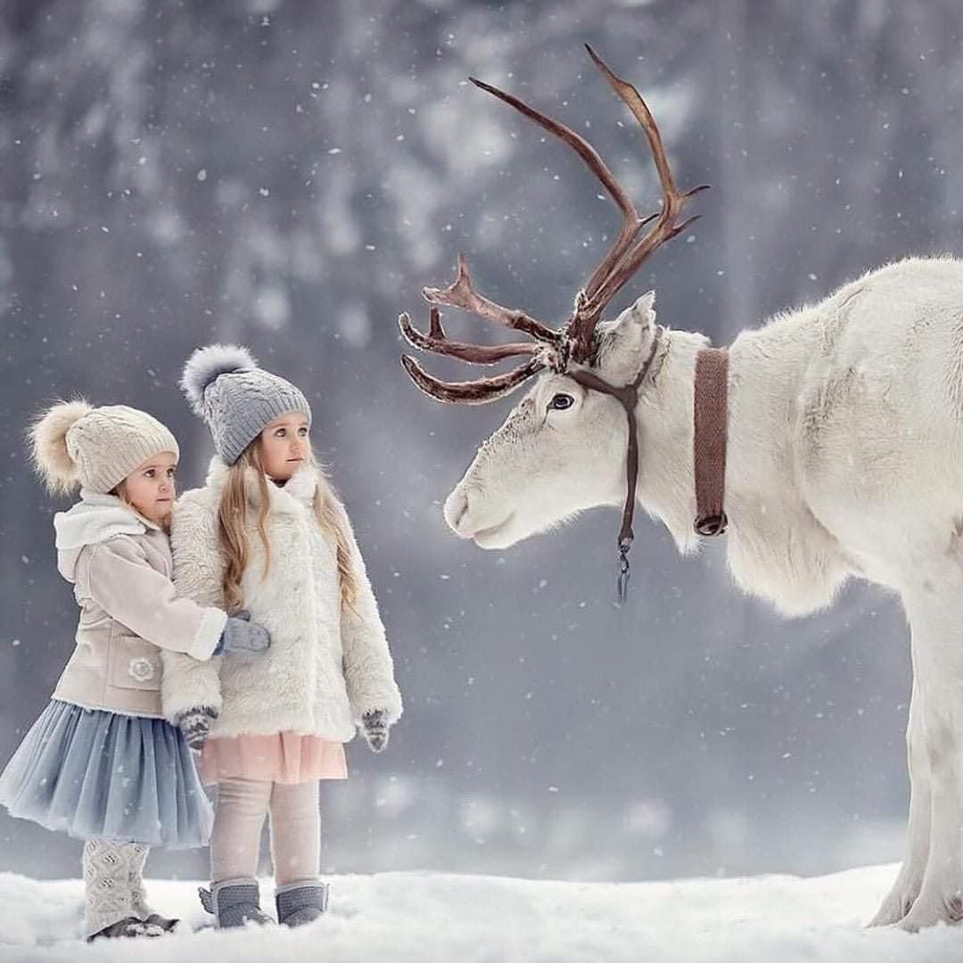 Norway_Pine's tweet photo. 🤍🦌 https://t.co/J3W4XstpLO