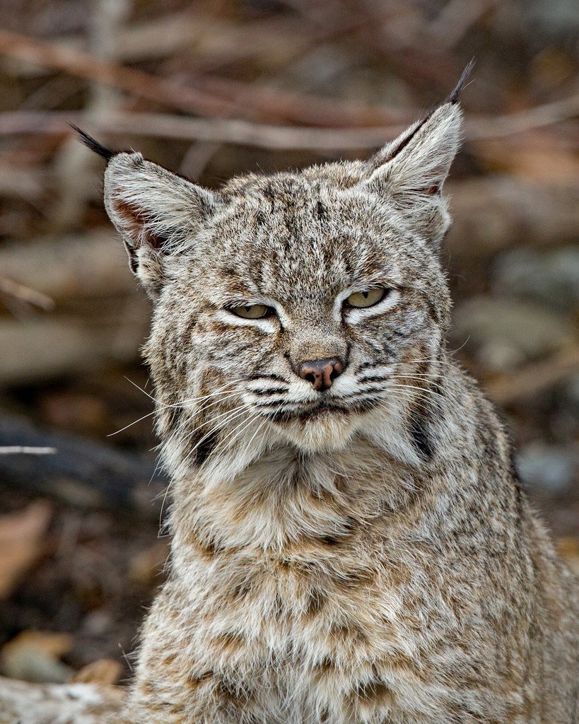 Bobcat перевод