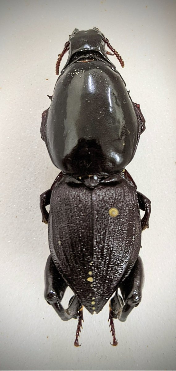 Oliver Keller Ph.D. tweet media