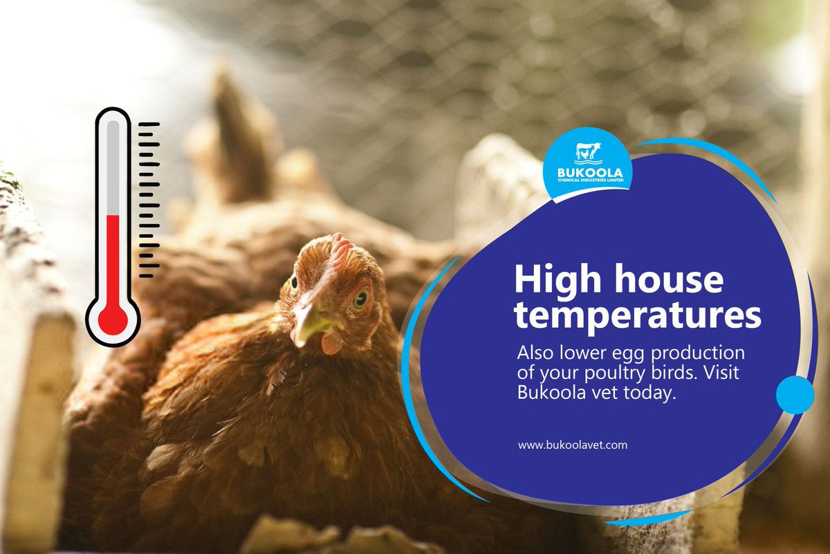 Heat can have a significant impact on layer flocks. When temperatures rise, egg producers need to be ready or they will see egg output decline, and flock mortalities will also increase.
Visit our pharmacy today to get professional advice.
#bukoolavet #vetpharmacy #PoultryCARE