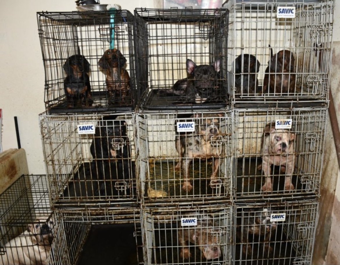 ShaneBeattyNews's tweet photo. This is what happens when people are willing to pay thousands for puppies. It’s a disgusting market and it needs to be finally addressed once and for all. https://t.co/wnIvp0w4xs
