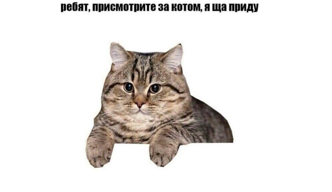 смешные картинки с котиками и надписями. пришла с котом в ветеринарную клинику. пришли котика. пришли котика. пришли котика.
