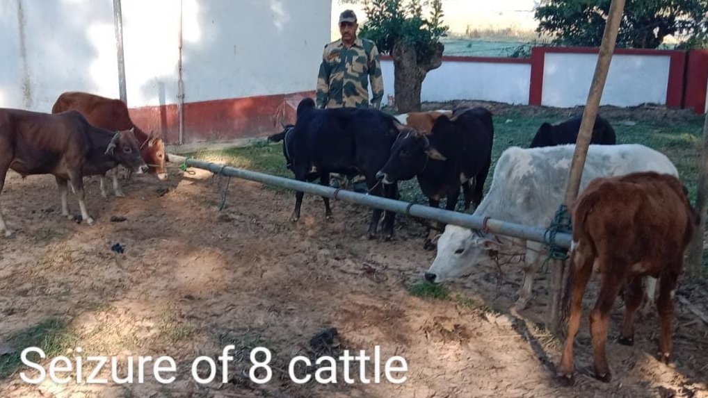 BSF_Tripura's tweet photo. #BSF #Tripura makes relentless efforts in countering trans-border smuggling on #India🇮🇳 #Bangladesh🇧🇩International Border.
Last night, BSF #troops seized 68 Kgs #Ganja, 10 #Cattle 17Btls #Liqour 100Btls #PhensedylSyrup & #Contrabands worth ₹ 7,74,147/- in various #Operations https://t.co/YLZZ5mJesr
