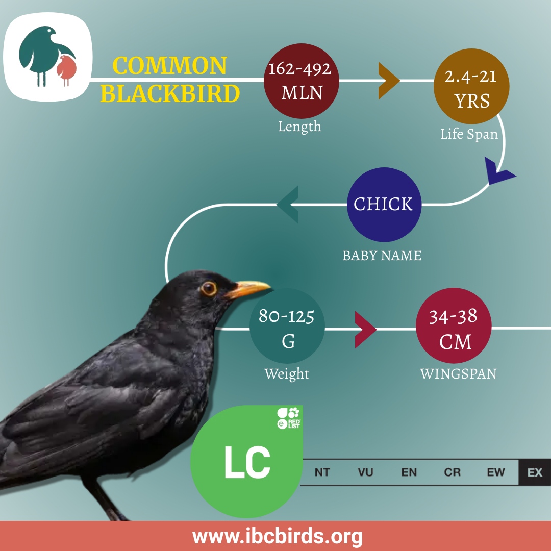 #IBCBIRDS #BIRDS

Common blackbirds are monogamous and pairs usually stay together for life. Courtship displays begin very soon, often in February. 

Males sing at dawn. 

#IBCBIRDS #BIRDS #Common #BlackBird #Black