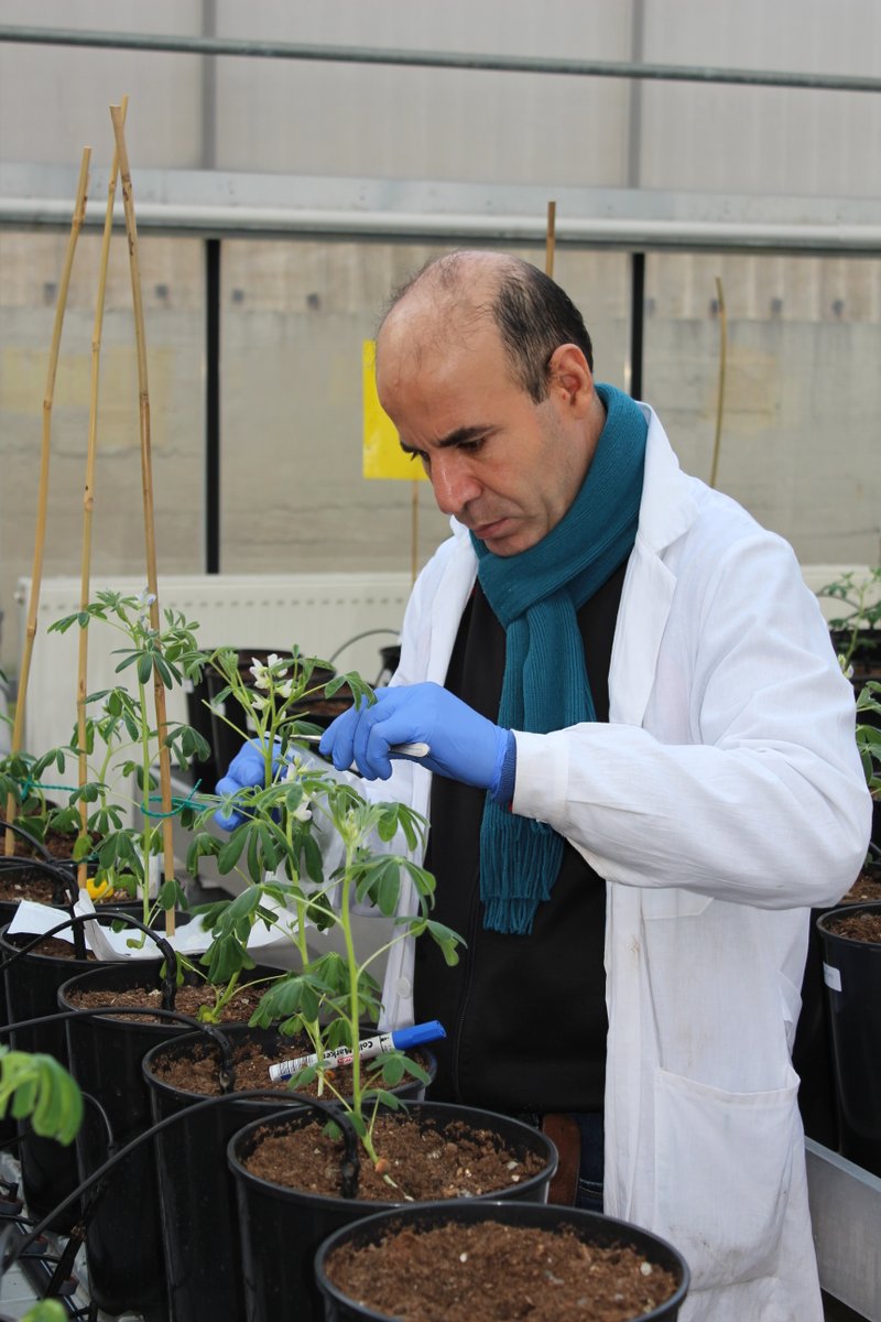 GrumpieKate's tweet photo. Today activity: Having a great time 😁during #lupins leaves collection for #DNA extraction 🧬
#pulsesINCREASE https://t.co/Hhcn5ileth