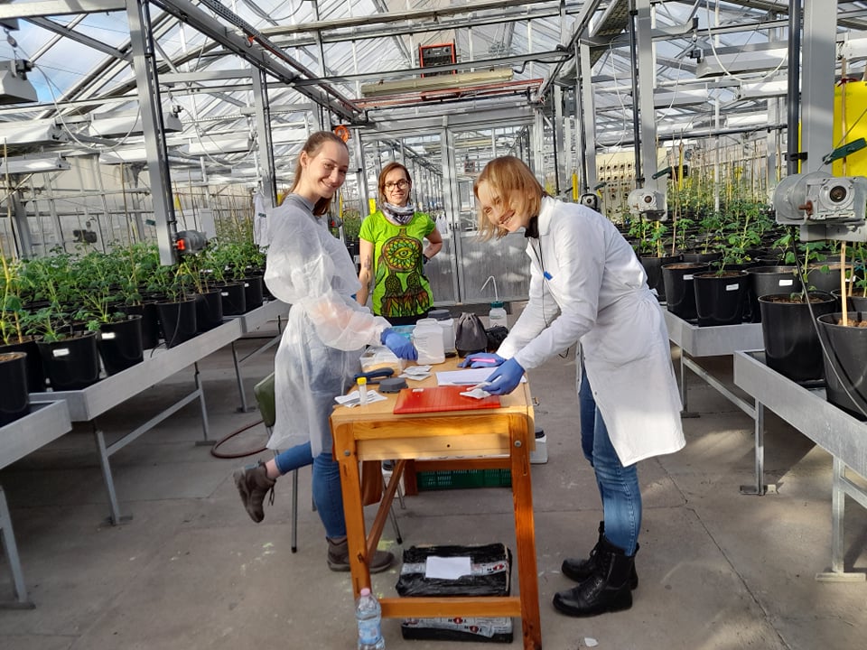 GrumpieKate's tweet photo. Today activity: Having a great time 😁during #lupins leaves collection for #DNA extraction 🧬
#pulsesINCREASE https://t.co/Hhcn5ileth