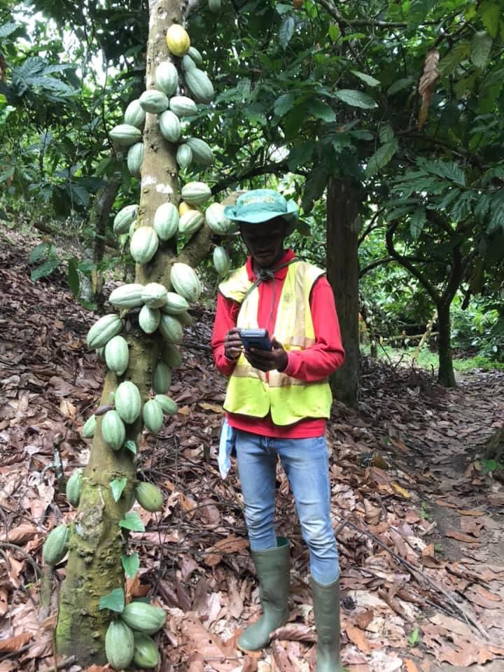 FadaAirborney's tweet image. #CocoaFarmer⚔️🥽🌳🍫✊🏼🔥🔥🔥