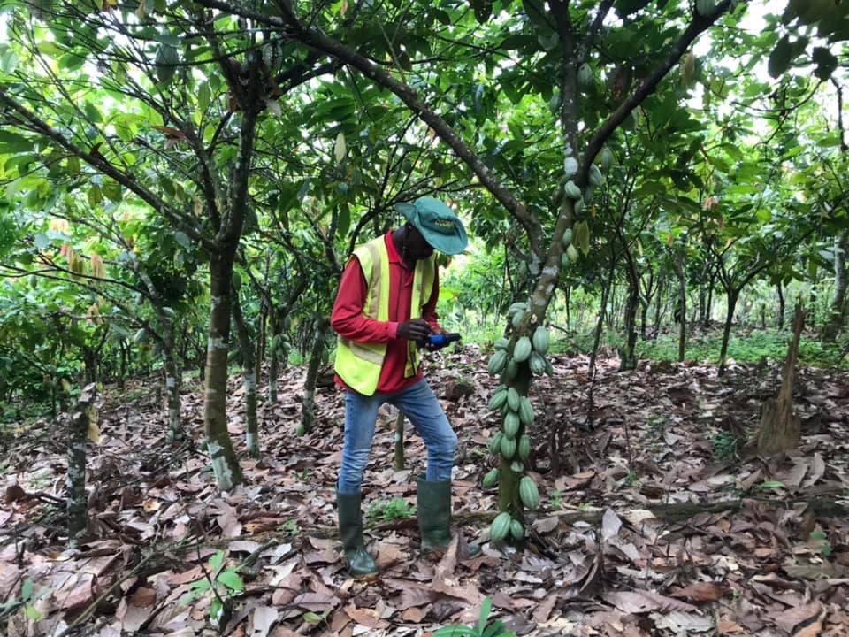 FadaAirborney's tweet image. #CocoaFarmer⚔️🥽🌳🍫✊🏼🔥🔥🔥