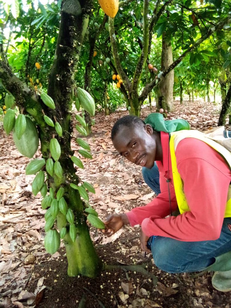 FadaAirborney's tweet image. #CocoaFarmer⚔️🥽🌳🍫✊🏼🔥🔥🔥